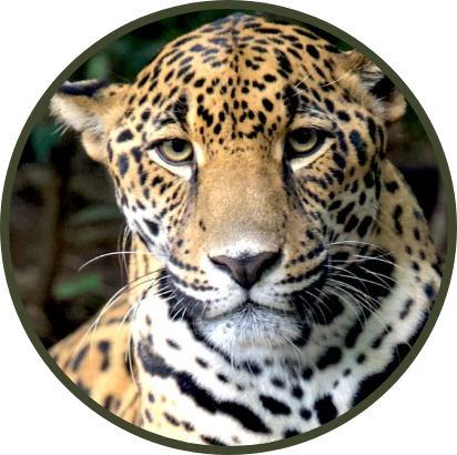 icon pili